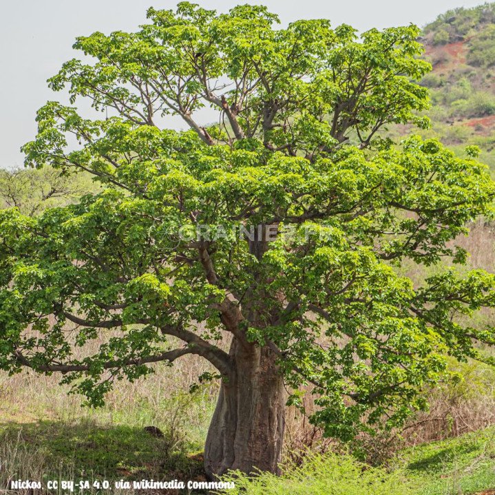 Baobab africain, Adansonia digitata image